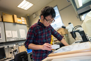 Research assistant Wilfred Kit Lam Tang going through ant collection - he has worked with Guenard on discovery an description of numerous species of ants (Photo by Alex Reshikov)